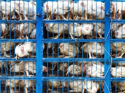 Semua Hewan Hidup dari China Dilarang Masuk RI