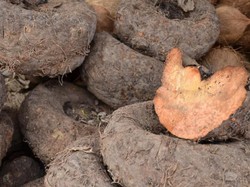 5 Manfaat Porang yang Menyehatkan