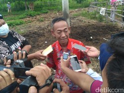 9 Ekor Sapi Mati Mendadak, Kadis Peternakan Situbondo: Beri Makan Berimbang