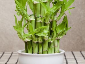 7 Tanaman Hias yang Membawa Keberuntungan