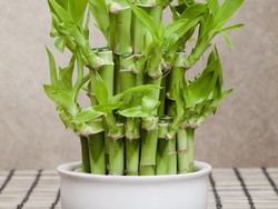 7 Tanaman Hias yang Membawa Keberuntungan