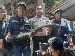 Nggak Jadi Dikubur, Lihat Lagi Rambut Gimbal Sukiyah yang Jadi Sarang Tikus