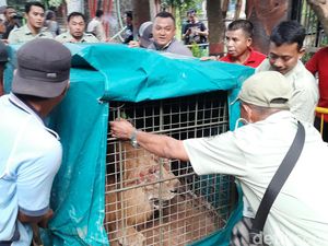 Dua Singa Jadi Koleksi Baru Bonbin Mini di Kota Probolinggo