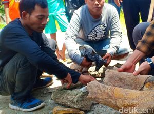 Selain Banteng dan Kudanil Purba, Warga Madiun Temukan Fosil Gajah