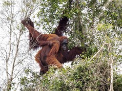 KLHK: Ibu Kota Baru Bukan Kantong Sebaran Orang Utan
