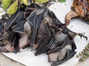 Ini Fakta Soal 5 Makanan yang Dikaitkan dengan Penyebaran Virus Corona