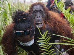 Penyelamatan Orang Utan di Ketapang yang Bikin Haru
