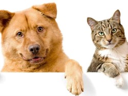 Apa Benar Kucing dan Anjing Akan Mati Kalau Makan Cokelat?