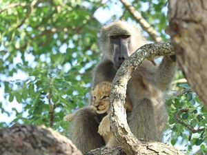Posesif! Potret Babon Culik Bayi Singa di Afrika Posesif! Potret Babon Culik Bayi Singa di Afrika
