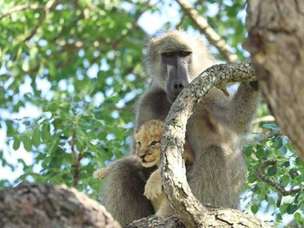 Posesif! Potret Babon Culik Bayi Singa di Afrika