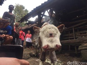Ini Penjelasan Ilmiah soal Anak Sapi Lahir dengan 2 Mulut dan 4 Mata Ini Penjelasan Ilmiah soal Anak Sapi Lahir dengan 2 Mulut dan 4 Mata