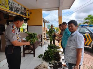 Harga Jual Sedang Mahal, 530 Tanaman Porang Dicuri 2 Petani di Malang