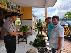 Harga Jual Sedang Mahal, 530 Tanaman Porang Dicuri 2 Petani di Malang