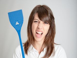 10 Cara Mengusir Lalat yang Ampuh 10 Cara Mengusir Lalat yang Ampuh