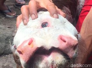 Ini Wujud Pahing, Anak Sapi dengan Dua Mulut dan Empat Mata