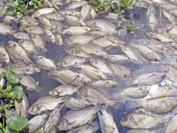 Analisis BMKG soal Ribuan Ikan Mati di Jatiluhur Mati karena Cuaca Buruk