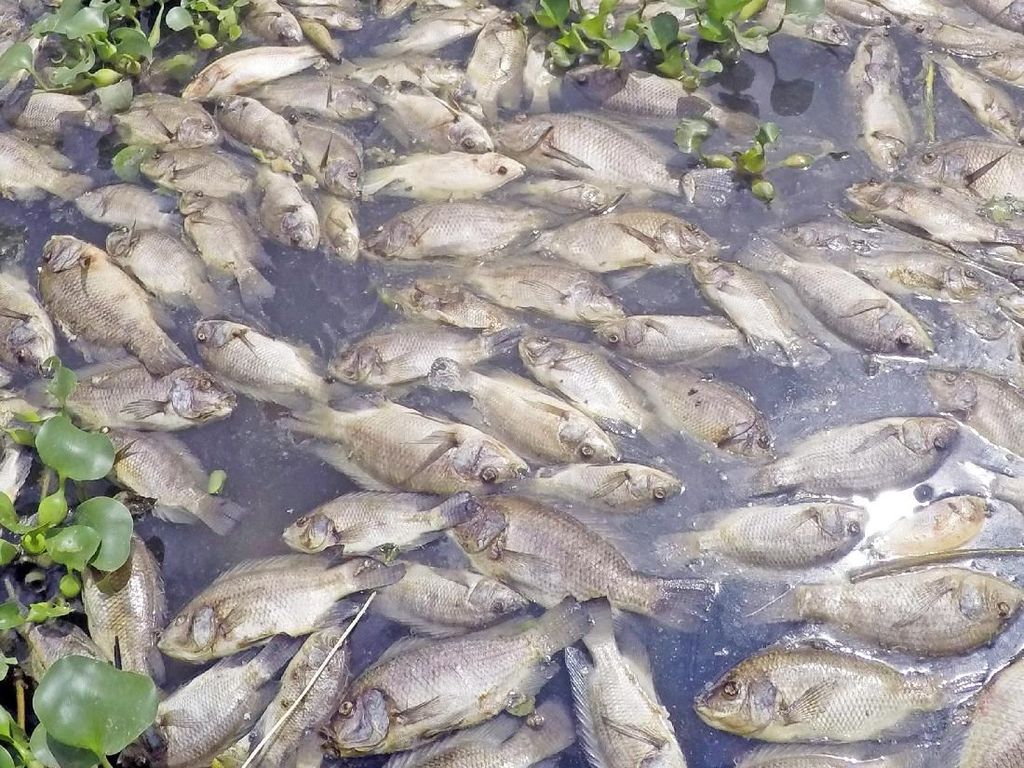 Analisis BMKG soal Ribuan Ikan Mati di Jatiluhur Mati karena Cuaca Buruk