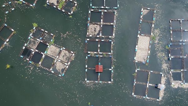 63 Ton Ikan Keramba di Sumbar Mati Akibat Angin Kencang