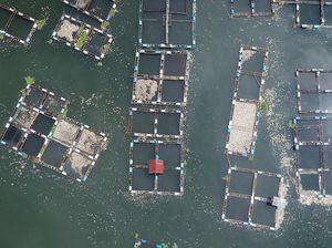 63 Ton Ikan Keramba di Sumbar Mati Akibat Angin Kencang 63 Ton Ikan Keramba di Sumbar Mati Akibat Angin Kencang