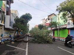 Angin Kencang Terjang Kota Pasuruan, Sejumlah Pohon di Jalanan Tumbang