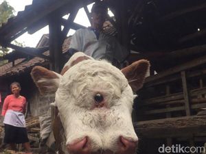 Anak Sapi Lahir dengan Dua Mulut dan Empat Mata Hebohkan Warga Blitar