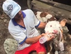 Anak Sapi dengan Dua Mulut dan Empat Mata di Blitar Diberi Nama Pahing