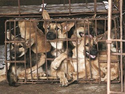Anjing Gila Serang Permukiman Warga di Bone Sulsel, 5 Orang Luka