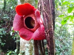 Bunga Rafflesia yang Nempel di Pohon Inang Mekar