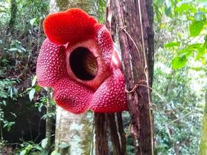 Nggak Biasa! Rafflesia Arnoldii Ini Tumbuh Menggantung di Pohon Nggak Biasa! Rafflesia Arnoldii Ini Tumbuh Menggantung di Pohon
