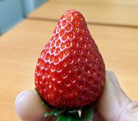 Wow! Stroberi Jepang Ini Harganya Rp 134 Ribu per Buah