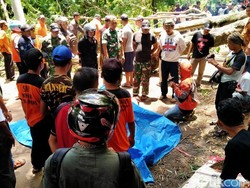 Dampak Angin Kencang di Ngawi, Biker Tewas Tertimpa Pohon Tumbang