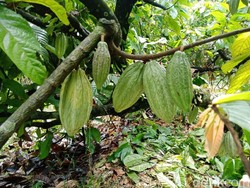 Wisata ke Bogor, Yuk Kenalan dengan Tanaman Cokelat