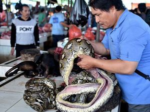 Segini Harga Daging Ular hingga Monyet yang Dijual di Pasar Tomohon Segini Harga Daging Ular hingga Monyet yang Dijual di Pasar Tomohon