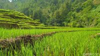 Potret Hijau Desa Cawet di Kabupaten Pemalang