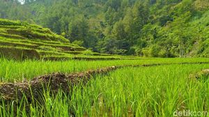 Potret Hijau Desa Cawet di Kabupaten Pemalang
