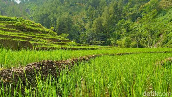 Potret Hijau Desa Cawet di Kabupaten Pemalang