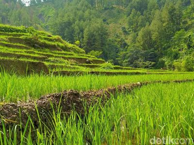 Potret Hijau Desa Cawet di Kabupaten Pemalang