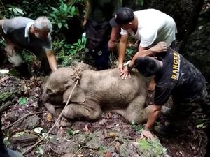 8 Bulan Dirawat, Gajah Salma yang Kena Jerat di Aceh Timur Mati