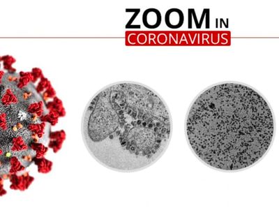 Wujud dari Dekat Virus Corona yang Renggut Ratusan Nyawa