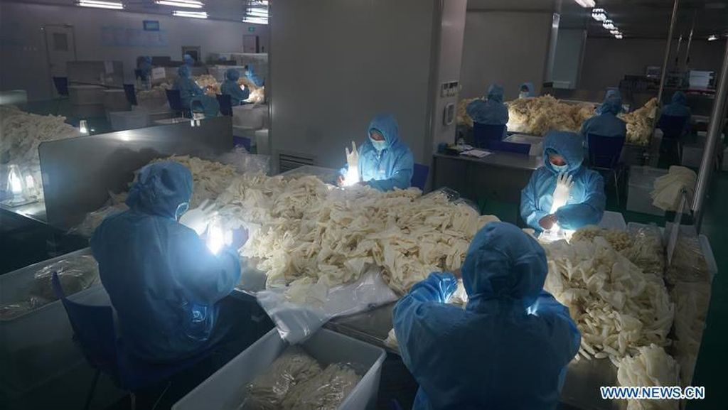 Pekerja Pabrik di China Lembur Demi Sarung Tangan Anticorona