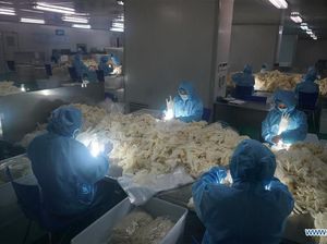 Pekerja Pabrik di China Lembur Demi Sarung Tangan Anticorona