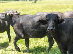 Susu Kerbau Tak Kalah dari Susu Sapi, Sehatkan Tulang hingga Jantung