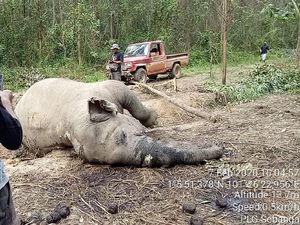 Gajah Sumatera Betina Berusia 40 Tahun Mati di Riau Gajah Sumatera Betina Berusia 40 Tahun Mati di Riau