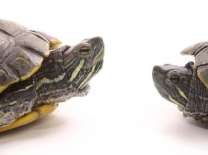 Pelajari Perilaku Seks, Ilmuwan Ciptakan Sex Dolls untuk Penyu Dewasa