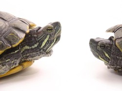 Pelajari Perilaku Seks, Ilmuwan Ciptakan Sex Dolls untuk Penyu Dewasa