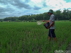 Tak Cuma Ibu Kota, Jokowi Incar Lahan Sawah Baru di Kalimantan