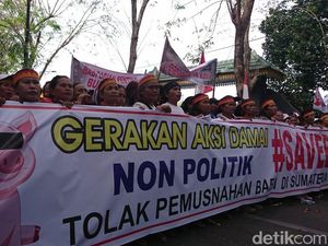 Demo Save Babi di Depan DPRD Sumut, Lalin Macet