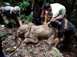 Kena Jerat Hingga Sulit Makan, Anak Gajah di Aceh Timur Mati