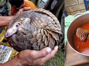 Diduga Jadi Penyebar Virus Corona, Trenggiling Populer Dibuat Sup Diduga Jadi Penyebar Virus Corona, Trenggiling Populer Dibuat Sup