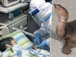 Disebut Bernutrisi, Pasien Virus Corona di Wuhan Diberi Makan Sup Kura-kura